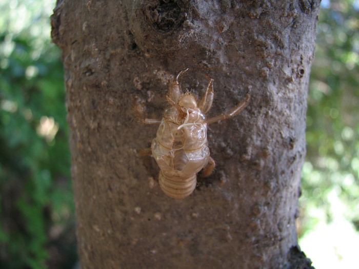 IMG_7392 - larva de cicada - cicada - CEA MAI CIUDATA INSECTA DIN LUME