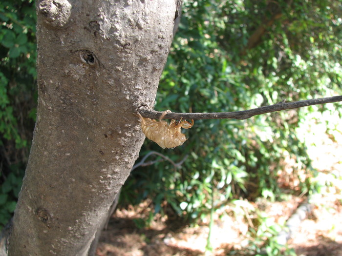 IMG_7399 - larva din care a iesit  cicada