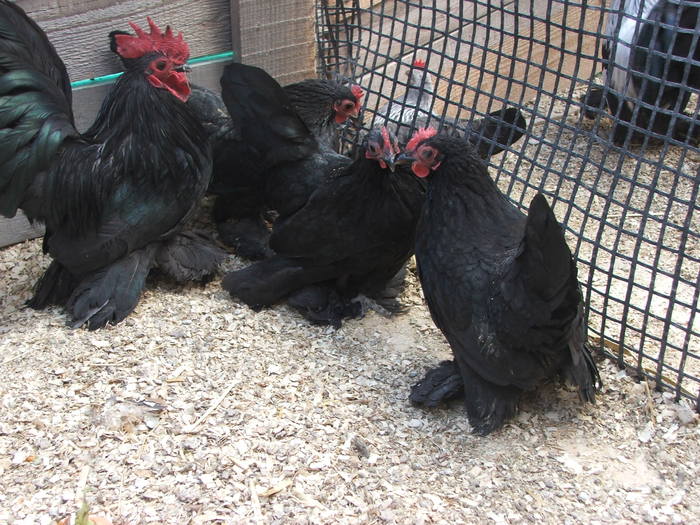 DSCF7545 - Mii de flori