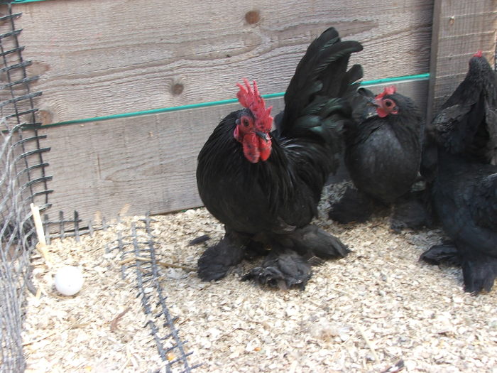 DSCF7556 - Mii de flori