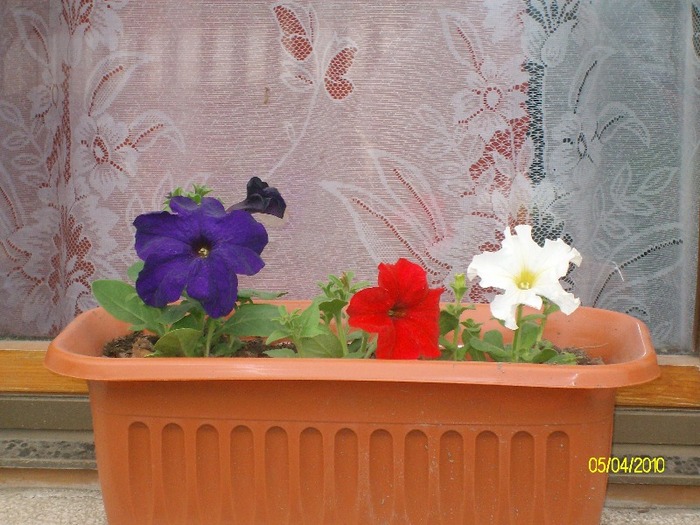 SANY7568 - diferite poze din gradina mea