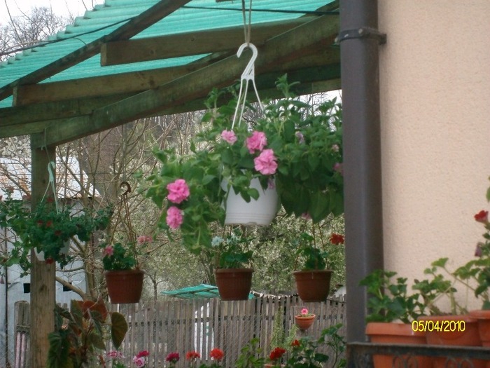 SANY7590 - diferite poze din gradina mea