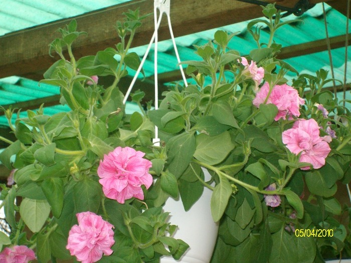 SANY7591 - diferite poze din gradina mea