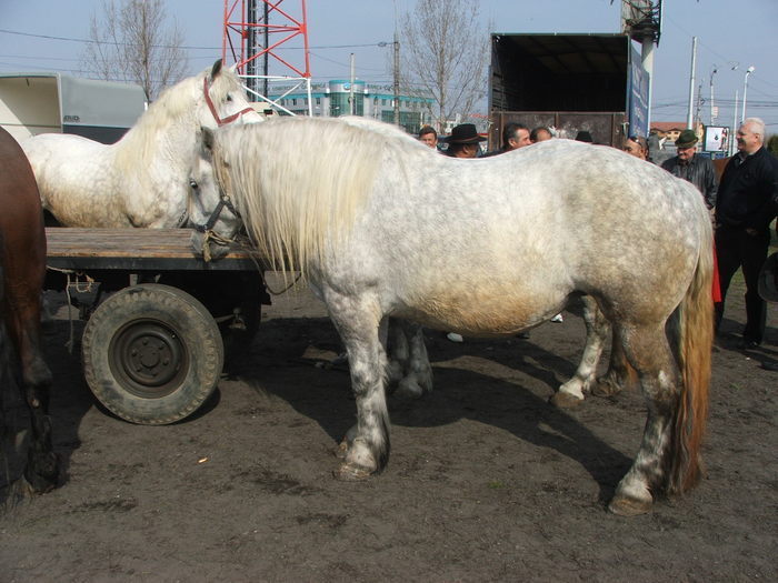 34688238_NTFBEFTWV[1]