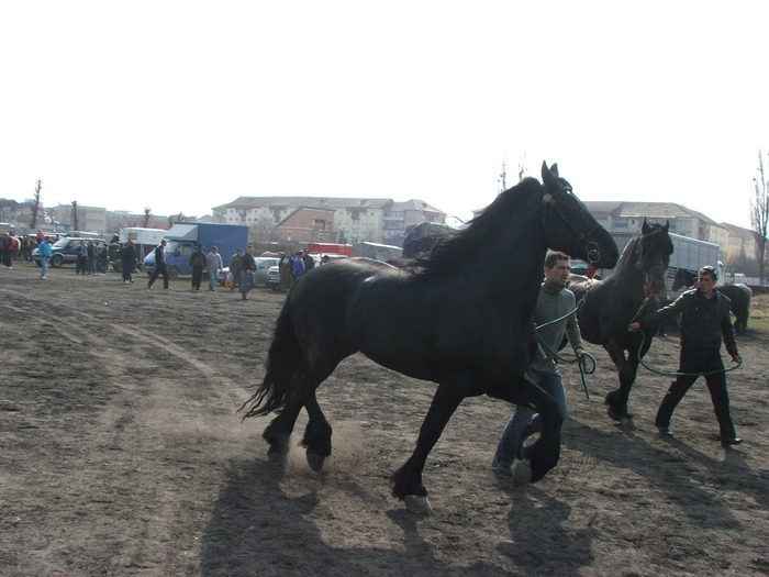 34688297_QJNVYDLDN[1] - Expozitie Caii Sibiu 26-03-2011