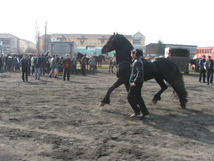 34688298_FKWXIXZZM[2] - Expozitie Caii Sibiu 26-03-2011