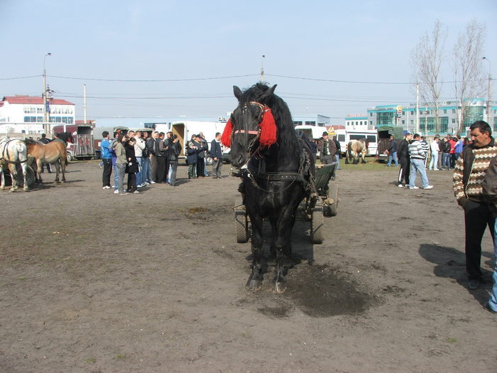 34688301_HNWUTGRQP[1] - Expozitie Caii Sibiu 26-03-2011