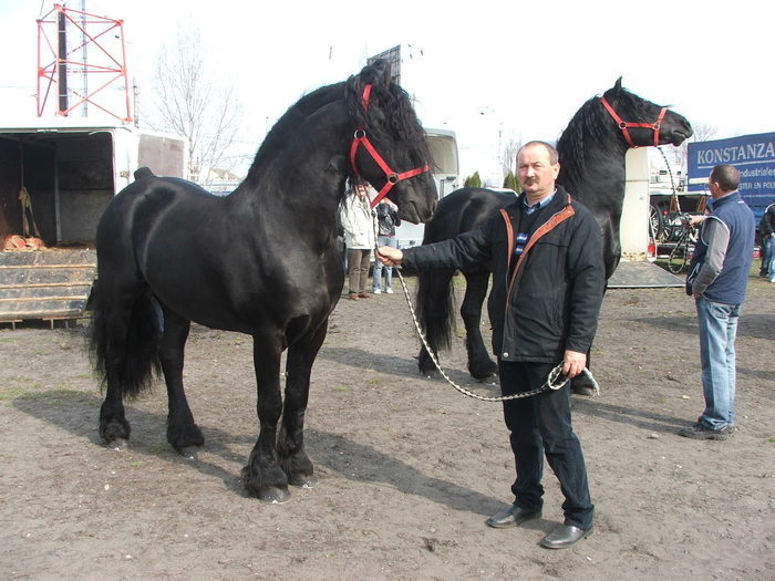 34688370_IYELJBYKI[1] - Expozitie Caii Sibiu 26-03-2011