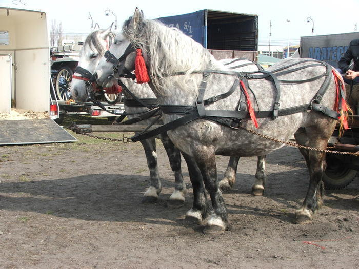 34688376_IUKYBHYGN[1] - Expozitie Caii Sibiu 26-03-2011