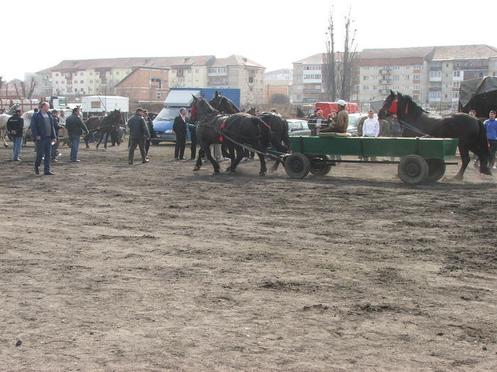 34688377_XPDGATZTO[1] - Expozitie Caii Sibiu 26-03-2011