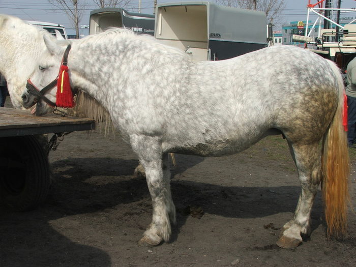 34688392_IHIQMDRFM[1] - Expozitie Caii Sibiu 26-03-2011