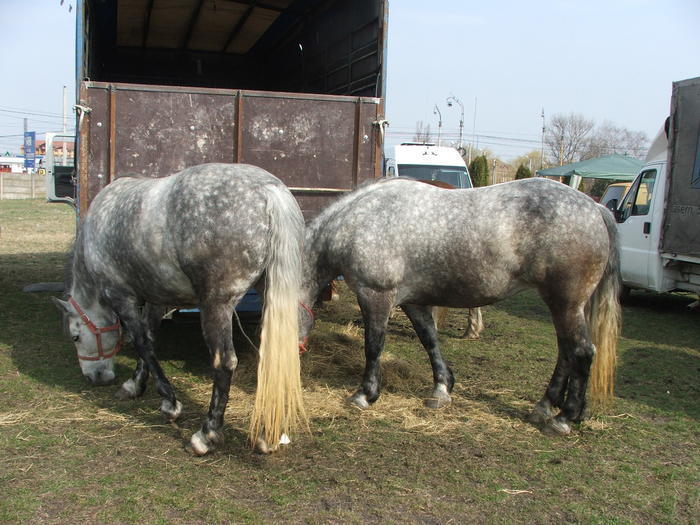 34688393_HDLQOERMH[1]