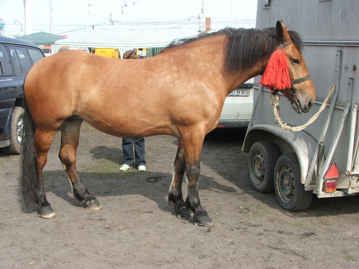 34688400_DRZJCLBVD[2]