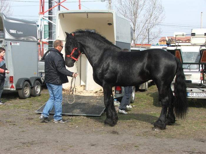 34688426_NEKVIABIV[1] - Expozitie Caii Sibiu 26-03-2011