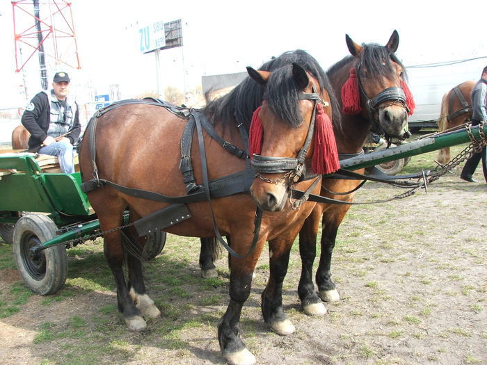 34688427_TMQMBYPZQ[1] - Expozitie Caii Sibiu 26-03-2011