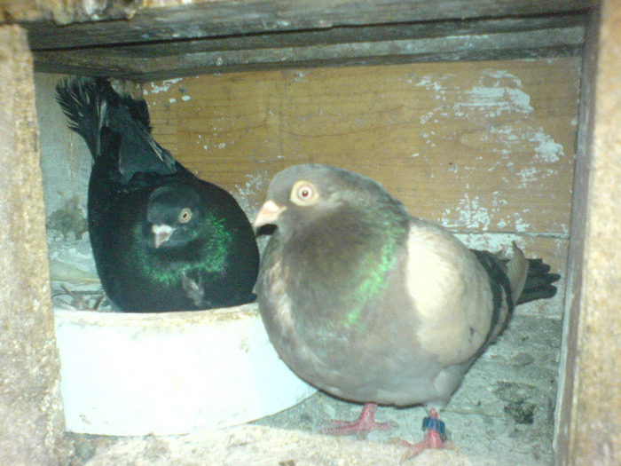 DSC00362 - porumbei
