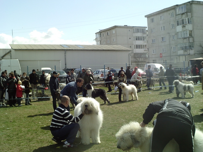 SUNP1069 - lady si lord expo canin 2011 brasov