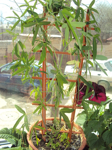 passiflora din seminte