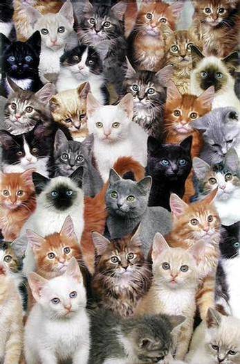 Adunarea pisicilor =)) - fotografi