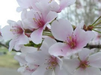 Flori de cires - fotografi