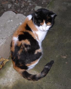 Pisica baltata ;)); Titlul spune tot
