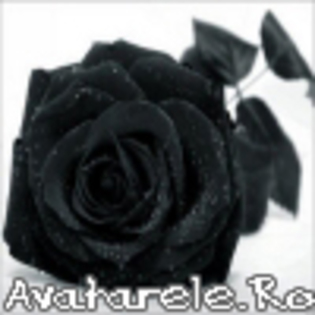 Trandafir negru; Titlul spune tot
