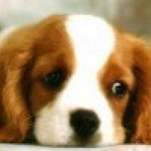 Bot de cutzu; Titlul spune tot
