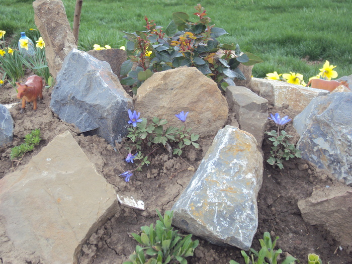 DSC07750 - GRADINA  2011