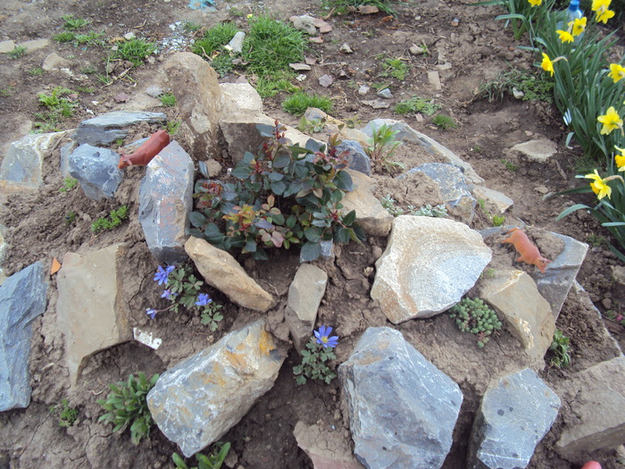 DSC07756 - GRADINA  2011