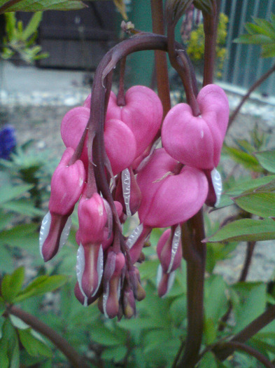 DSC00222 - FLORILE  ANULUI  2011