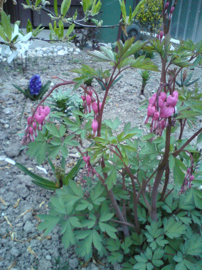 DSC00221 - FLORILE  ANULUI  2011