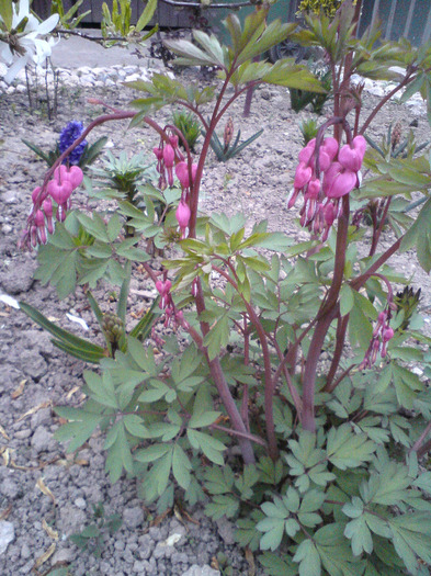 cerceii  doamnei - FLORILE  ANULUI  2011