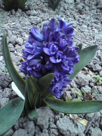 DSC00226 - FLORILE  ANULUI  2011