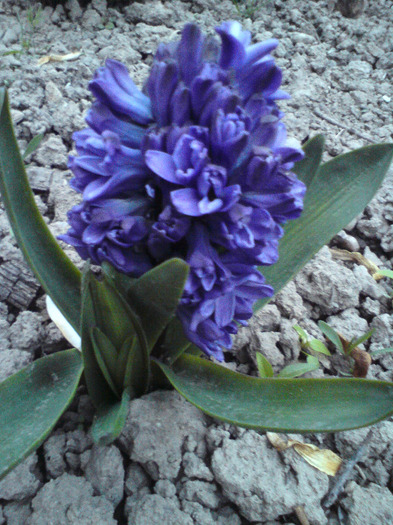 zambila - FLORILE  ANULUI  2011