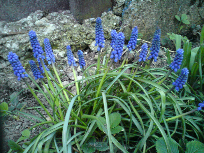 muscari - FLORILE  ANULUI  2011