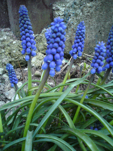 muscari - FLORILE  ANULUI  2011