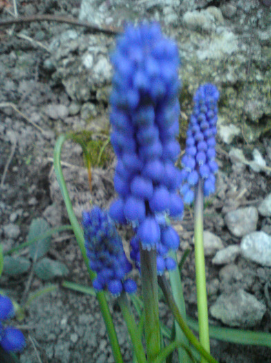 muscari - FLORILE  ANULUI  2011