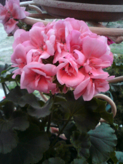 MUSCATA  ROZ DESCHIS - FLORILE  ANULUI  2011
