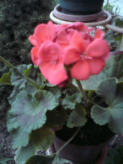 MUSCATA  ORANJ - FLORILE  ANULUI  2011