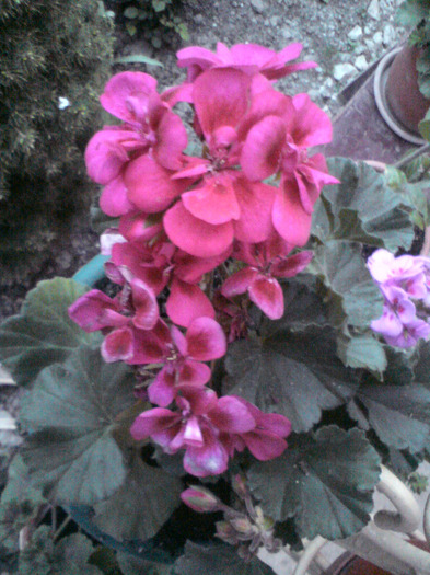 DSC00235 - FLORILE  ANULUI  2011