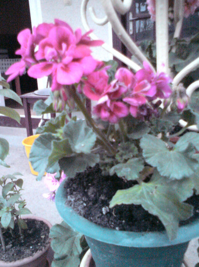 DSC00236 - FLORILE  ANULUI  2011