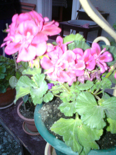 DSC00237 - FLORILE  ANULUI  2011