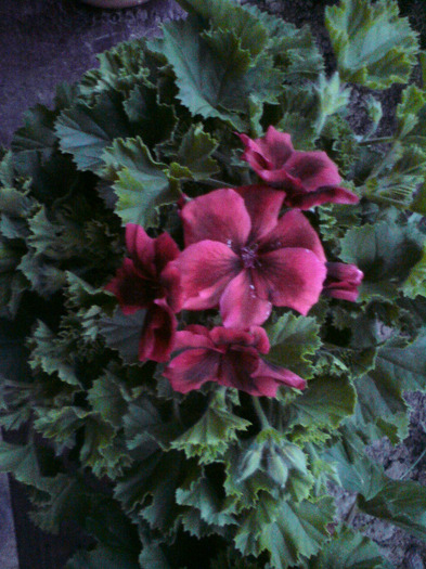 DSC00238 - FLORILE  ANULUI  2011