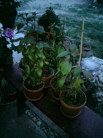 FUCHSIA ,  din  butasi diferite  nuante . - FLORILE  ANULUI  2011