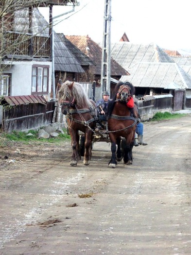 IMG_0663 - Manzul Boicu din Maramures -Calinesti