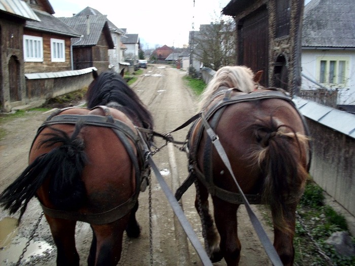 IMG_0669 - Manzul Boicu din Maramures -Calinesti