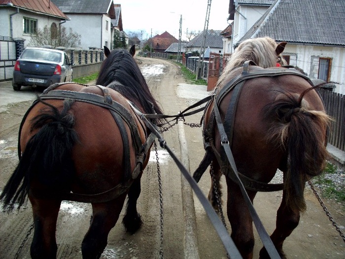 IMG_0672 - Manzul Boicu din Maramures -Calinesti