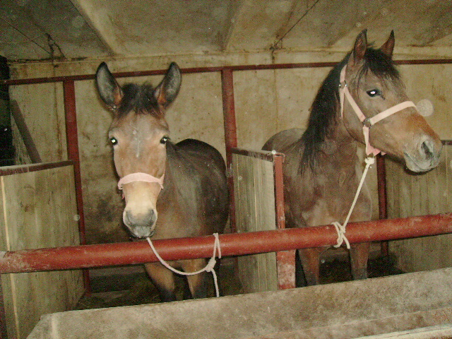 PICT1188 - Calare cu copii la Satu Mare