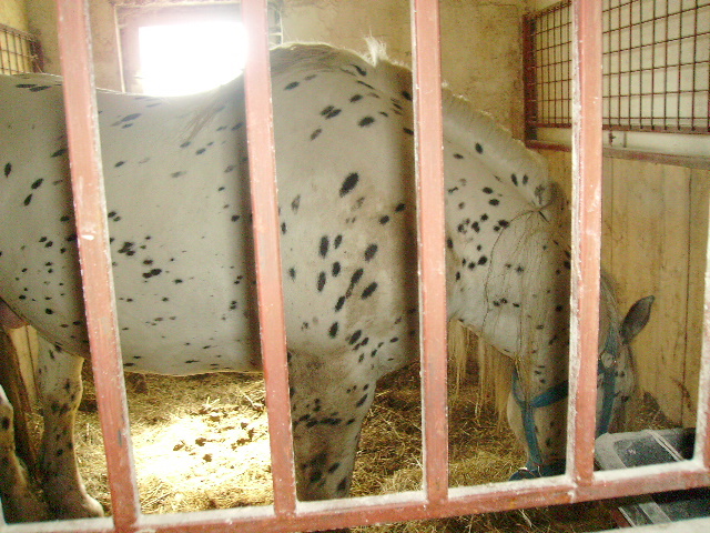 PICT1194 - Calare cu copii la Satu Mare