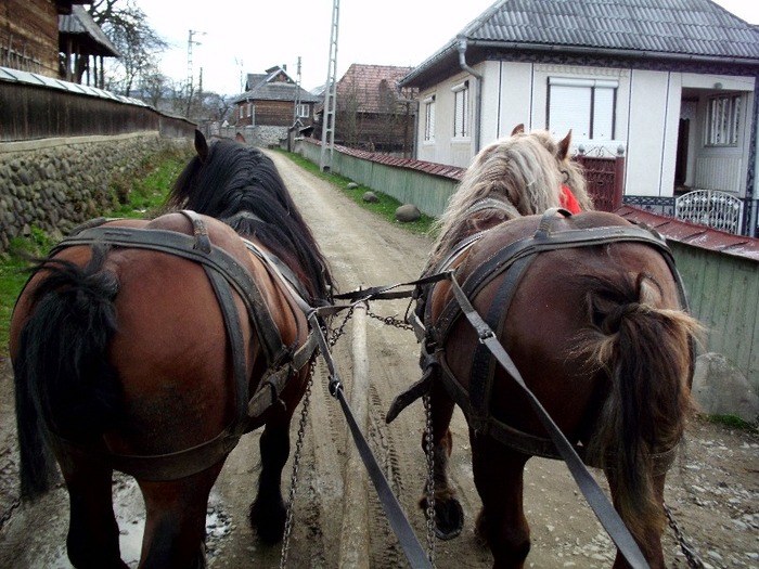 IMG_0673 - Manzul Boicu din Maramures -Calinesti